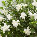 Gardenia - Jasmins du Cap