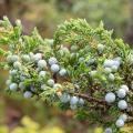 Genévrier commun - Juniperus communis