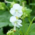 Geranium macrorrhizum - Géraniums des Balkans