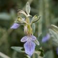 Teucrium fruticans - Germandrées arbustives