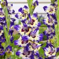 Gladiolus - Glaïeuls
