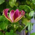 Gloriosa - Lis de Malabar