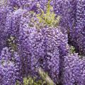 Glycines du Japon - Wisteria floribunda, Wisteria venusta 