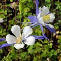 Graines d'Ancolies - Aquilegia