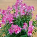 Graines de Mufliers - Antirrhinum