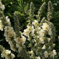 Graines de Molènes - Verbascum