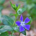 Grandes pervenches - Vinca major