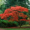 Grands érables du Japon