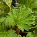 Gunnera - Rhubarbes géantes, Gunnères