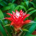 Guzmania