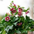 Helleborus - Hellébores