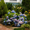 Hortensias nains