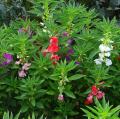 Impatiens vivaces - Balsamines