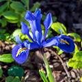 Iris réticulé - Iris reticulata