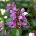 Lamium - Lamiers