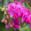 Lathyrus - Gesses