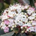 Laurier tin - Viburnum tinus