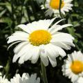 Leucanthemum - Marguerites
