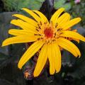 Ligularia - Ligulaires