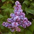 Syringa - Lilas