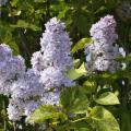 Lilas à feuillage doré et panaché