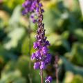 Linaria - Linaires