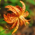 Les Lis (Lys) de A à Z - Lilium