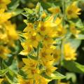 Lysimaques à fleurs jaunes