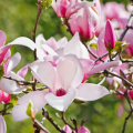 Magnolias caducs