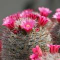 Mammillaria