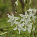Ornithogales - Ornithogalum