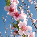 Pêchers à fleurs - Prunus