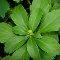 Pachysandra - Pachysandres
