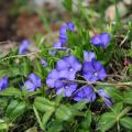 Petites pervenches - Vinca minor
