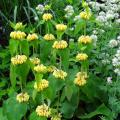 Phlomis - Sauges de Jérusalem