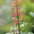 Phygelius - Fuchsia du Cap