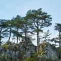 Pinus nigra - Pins noirs