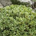 Pittosporum tobira - Pittospore du Japon