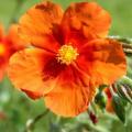Orange Vintage - Couleur Tendance Jardin 2025
