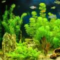 Plantes aquatiques pour aquariums