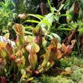 Plantes carnivores