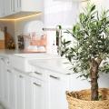 Plantes pour la cuisine