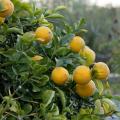 Poncirus - Citronnier épineux