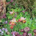 Pourpre et Cuivre - Couleur Tendance Jardin 2026