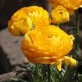 Renoncule des fleuristes - Ranunculus