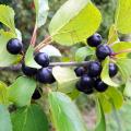 Rhamnus - Nerpruns