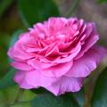 Rosiers en promotion