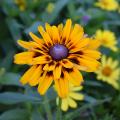 Rudbeckia - Rudbéckies