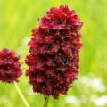 Sanguisorba - Pimprenelles