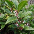 Sarcococca - Sarcocoques